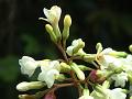 Smooth Parameria